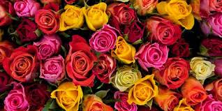 mixed roses